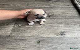 Chihuahua dogs for sale: Beautiful short hair chihuahua  - Advert 9