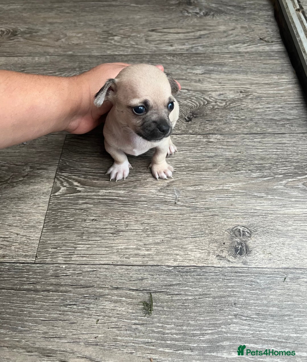 Chihuahua dogs for sale: Beautiful short hair chihuahua  - Advert 9