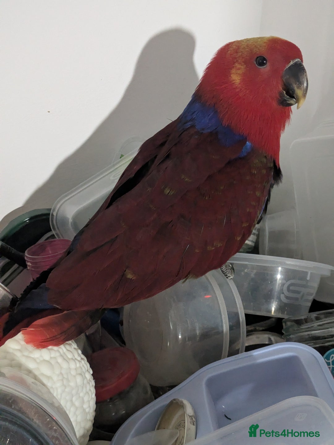 Lories birds for sale: Female eclectus 4 months old - Advert 8