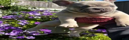 French Bulldog dogs for sale: French Bulldog PuppiesReady for Their Forever home - Advert 31