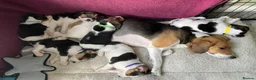 Beagle dogs for sale: Healthy Beagle puppies in Plymouth - Advert 2