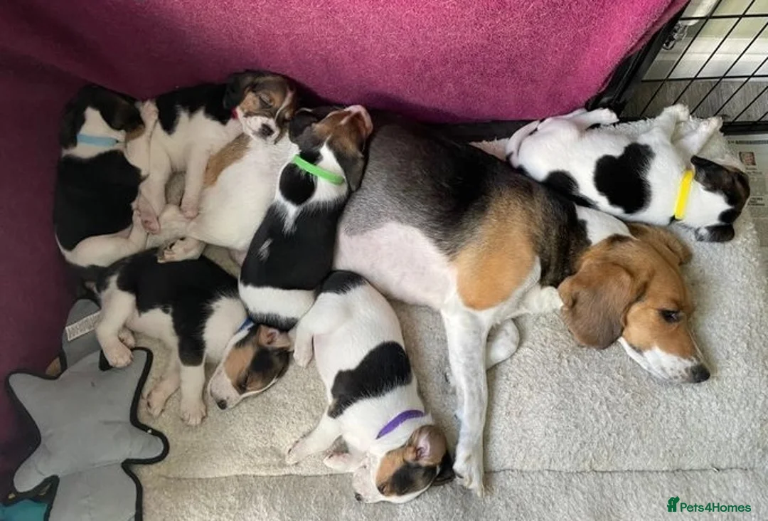 Beagle dogs for sale: Healthy Beagle puppies in Plymouth - Advert 2