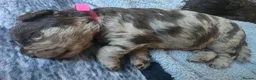 Labradoodle dogs for sale: 🧸 Stunning Miniature Labradoodle Puppies - Advert 10