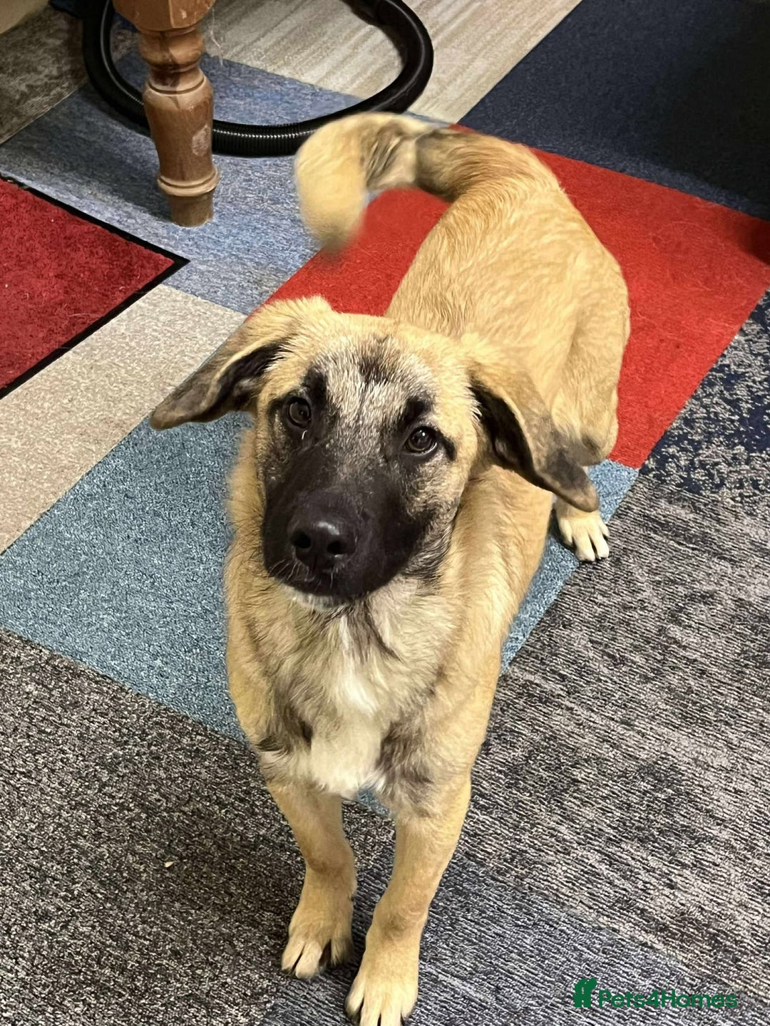 Mixed Breed dogs for adoption: MUFFIN - Advert 7