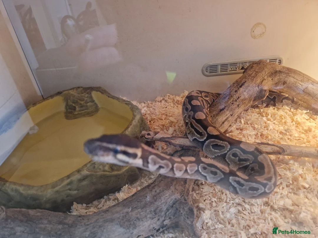 Python Snake reptiles for sale: Royal python 1yr old full setup in Rhyl - Advert 2