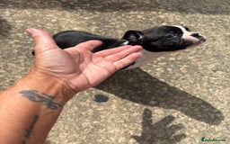 Boston Terrier dogs for sale:  🩷OUR LAST GORGEOUS K.C. BOSTON TERRIER PUPPIES - Image 31