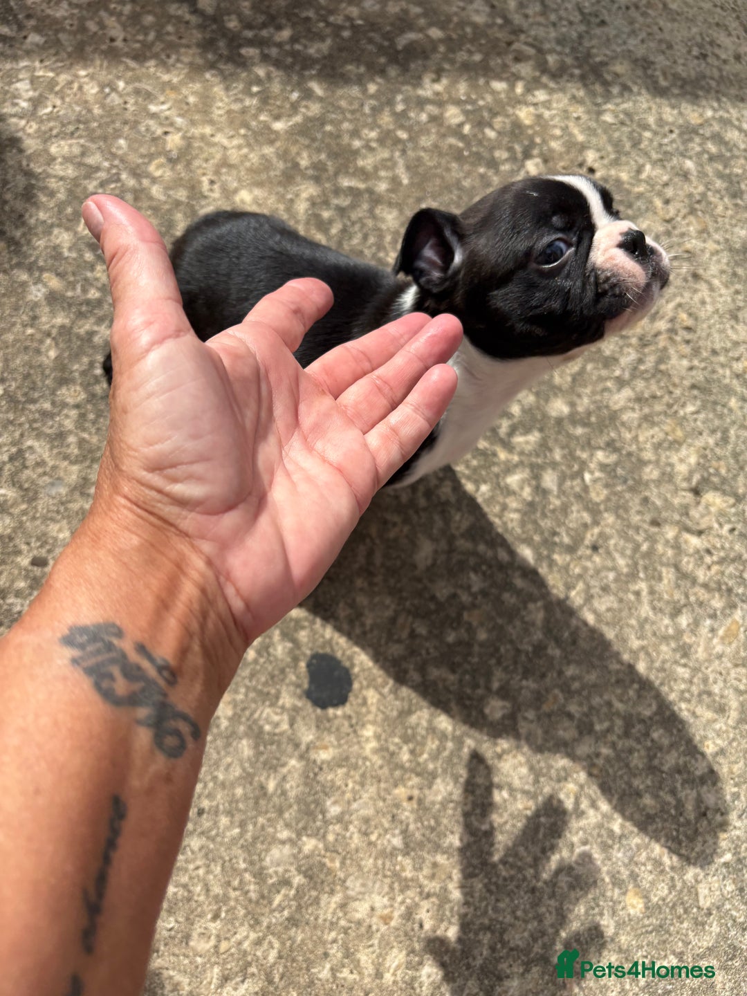 Boston Terrier dogs for sale:  🩷OUR LAST GORGEOUS K.C. BOSTON TERRIER PUPPIES - Image 31