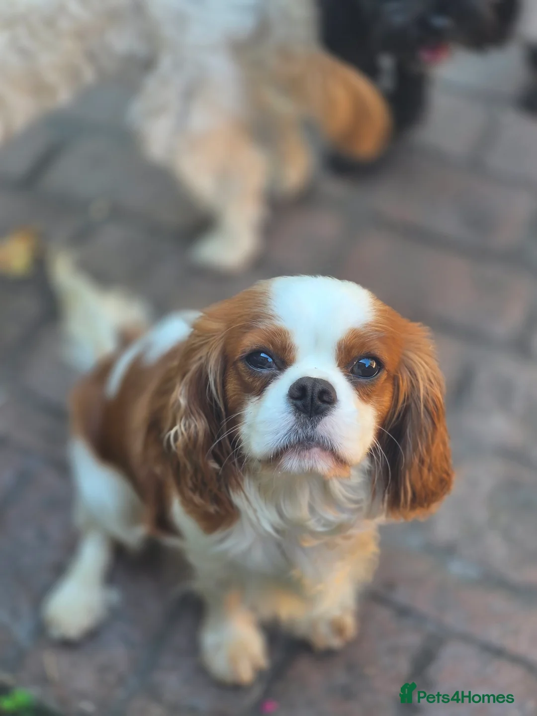 Cavalier King Charles Spaniel dogs for sale: KC Cavalier King Charles puppies - Advert 8
