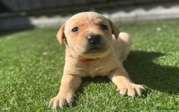 Labrador Retriever dogs for sale: Beautiful top kc line Labrador puppy’s  - Image 16