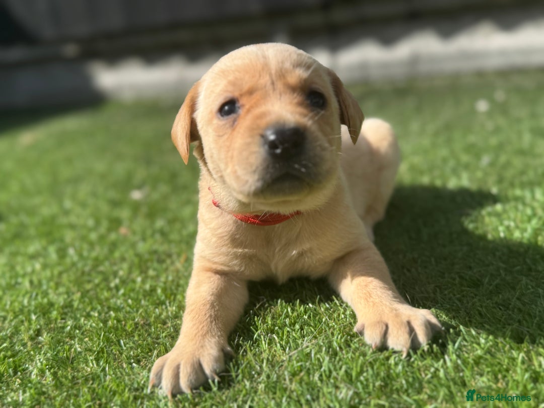Labrador Retriever dogs for sale: Beautiful top kc line Labrador puppy’s  - Image 16