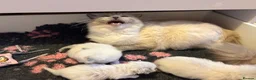 Ragdoll cats for sale: Ragdoll kittens - fully health checked - Advert 2