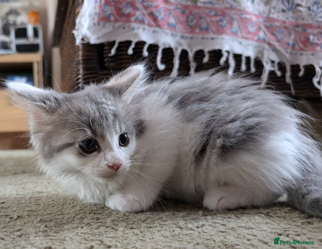 Maine Coon cats for sale: Maine Coon kittens available to loving homes 💖 - Image 16