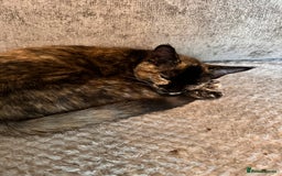 Ragdoll cats for sale: Calico Ragdoll kitten  - Image 6