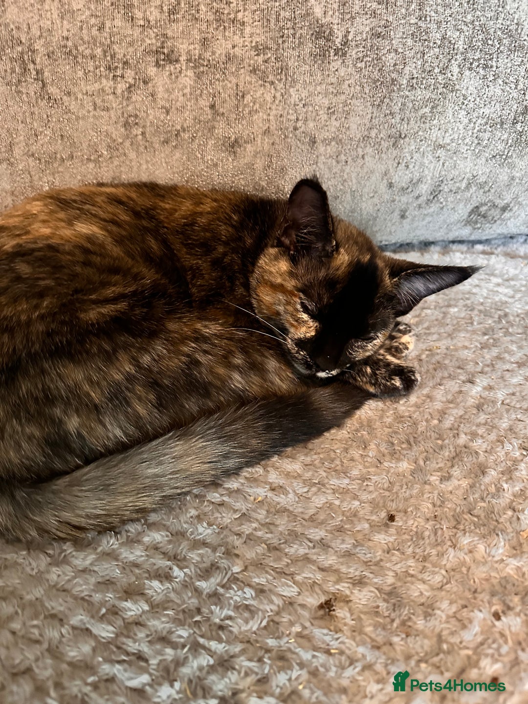 Ragdoll cats for sale: Calico Ragdoll kitten  - Image 6