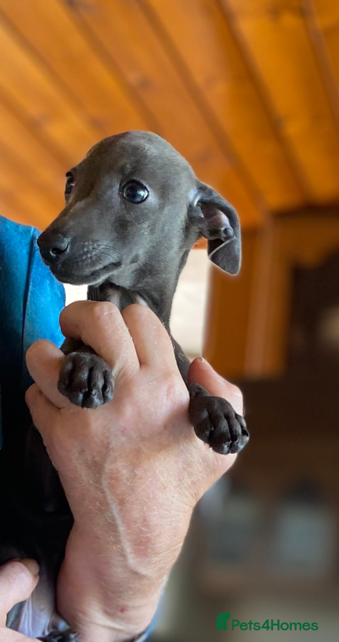Italian Greyhound dogs for sale: ITALIAN GREYHOUND PUPPIES  - Image 36