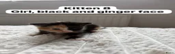 Mixed Breed cats for sale:  9 gorgeous kittens.  - Advert 17