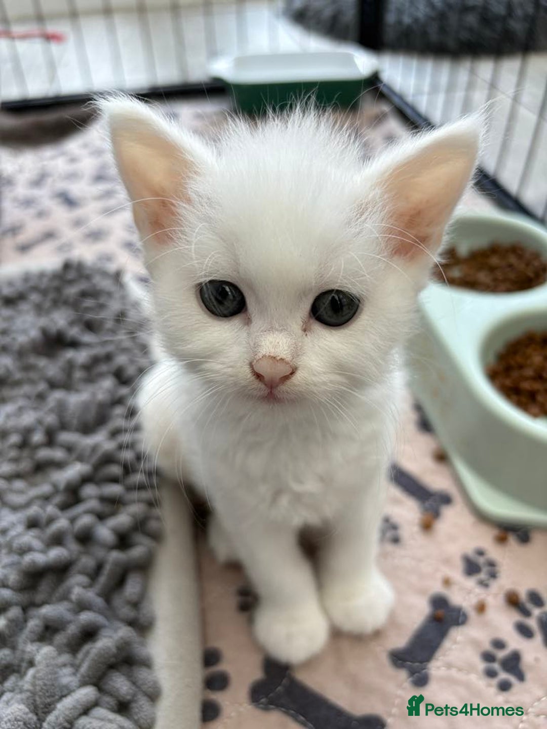 Persian cats for sale: Outstanding litter of Persian x kittens,  - Image 9