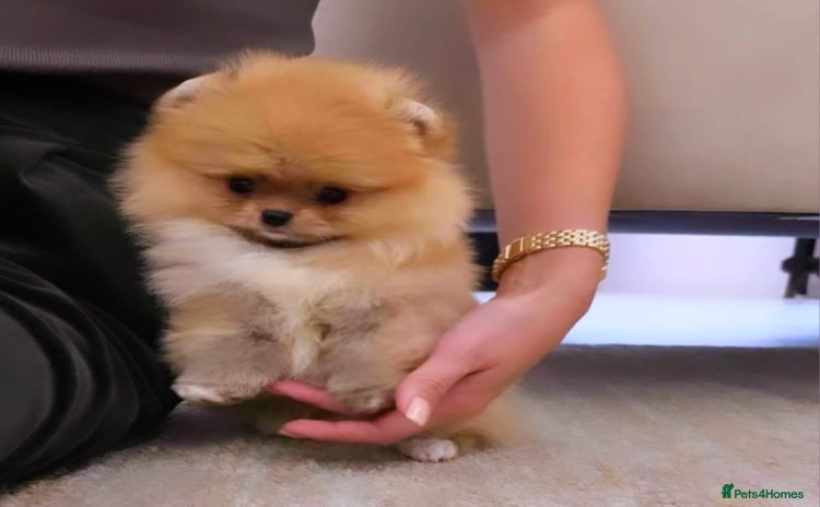 Pomeranian dogs - Advert 1