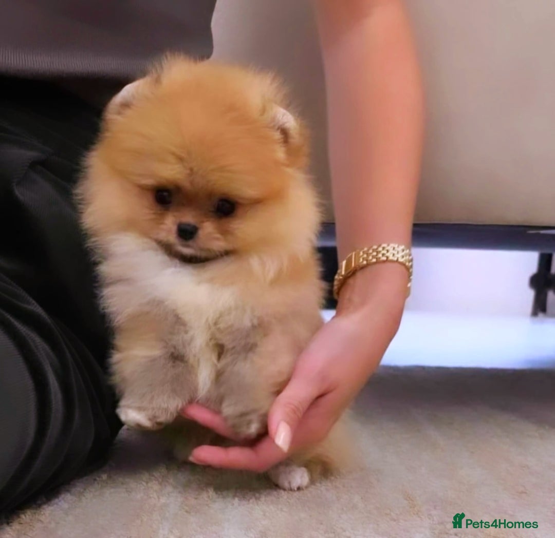 Pomeranian dogs for sale: Super tiny 2 Girls & a boy 💙💓 - Image 12