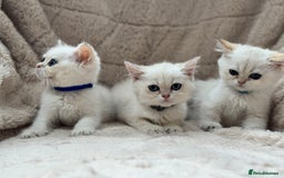 British Shorthair cats for sale: Champion sired Golden Colourpoint Kittens  - Image 13