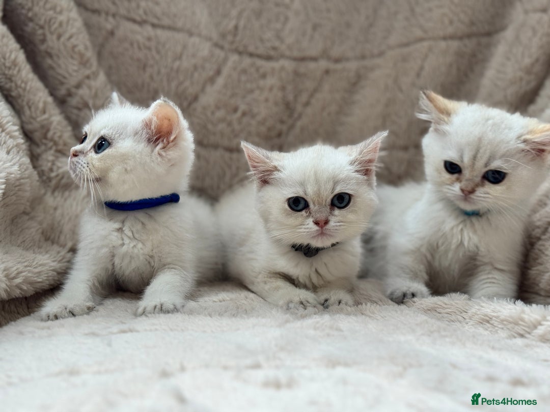 British Shorthair cats for sale: Champion sired Golden Colourpoint Kittens  - Image 13