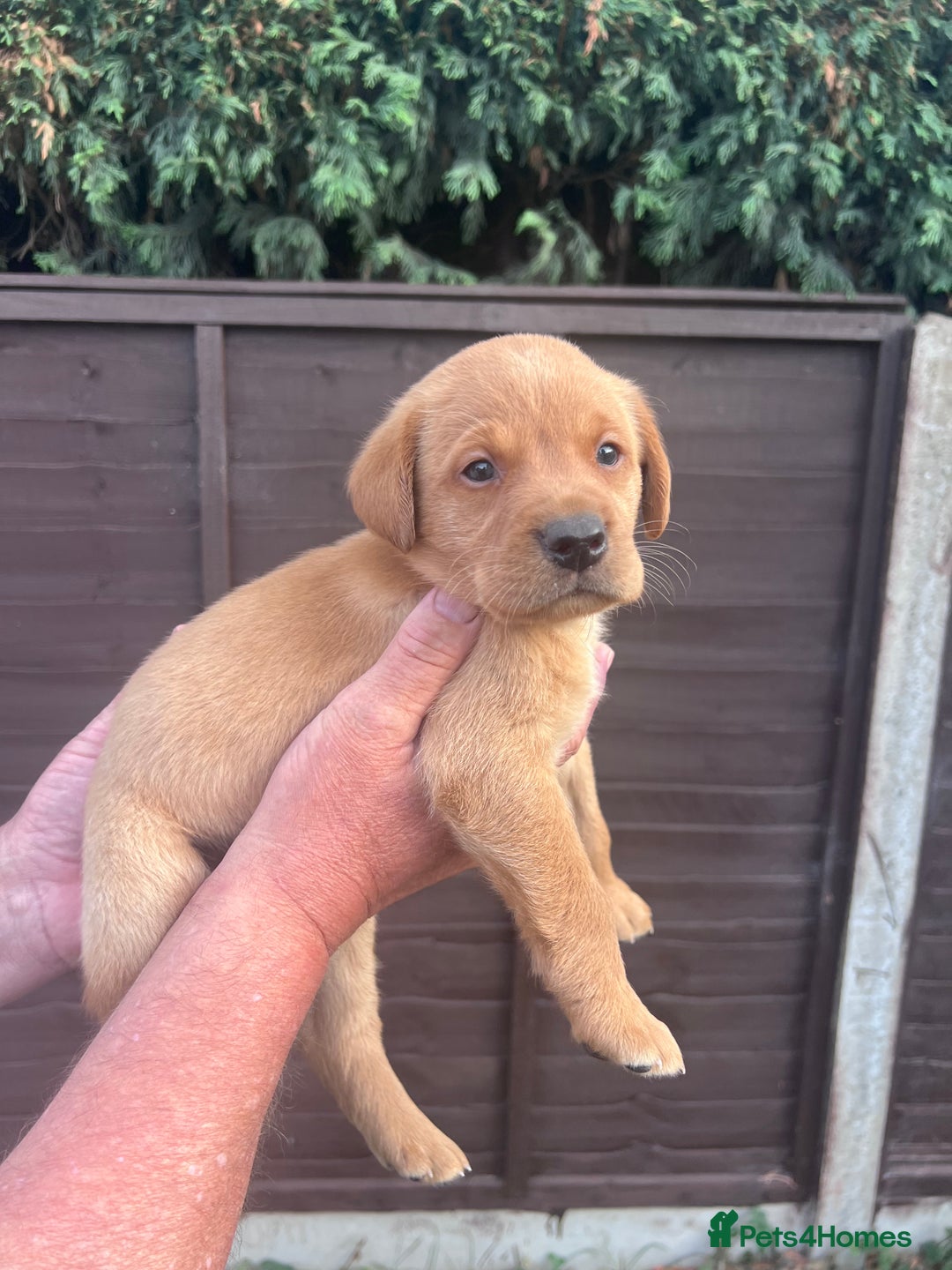 Labrador Retriever dogs for sale: Labrador puppies for sale - Image 1