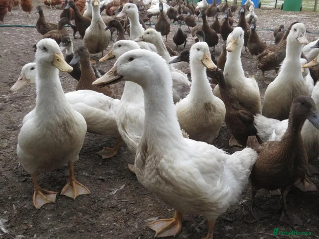 Ducks poultry for sale: Khaki Campbell , Magpie ducks  - Advert 3