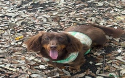 Miniature Dachshund dogs for sale: Long-haired miniature Dachshund choc/tan female  - Image 6