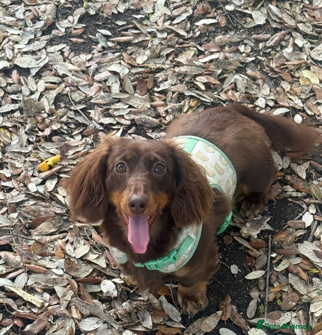 Miniature Dachshund dogs for sale: Long-haired miniature Dachshund choc/tan female  - Image 6