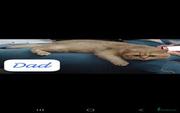 British Shorthair cats for sale: Adorable British Short hair kittens - Image 15