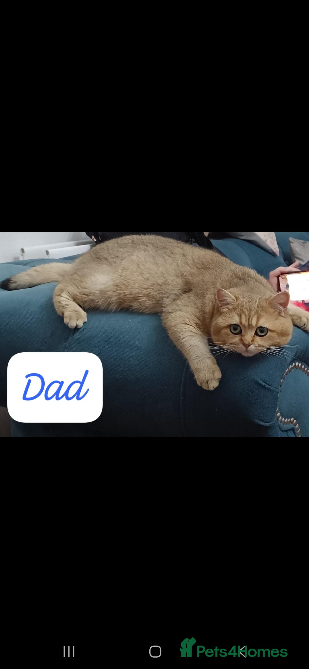 British Shorthair cats for sale: Adorable British Short hair kittens - Image 15