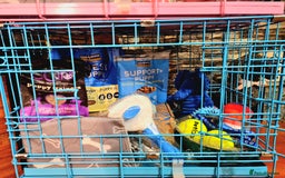 Cockapoo dogs for sale: READY TO LEAVE 4TH OF DECEMBER - Advert 29