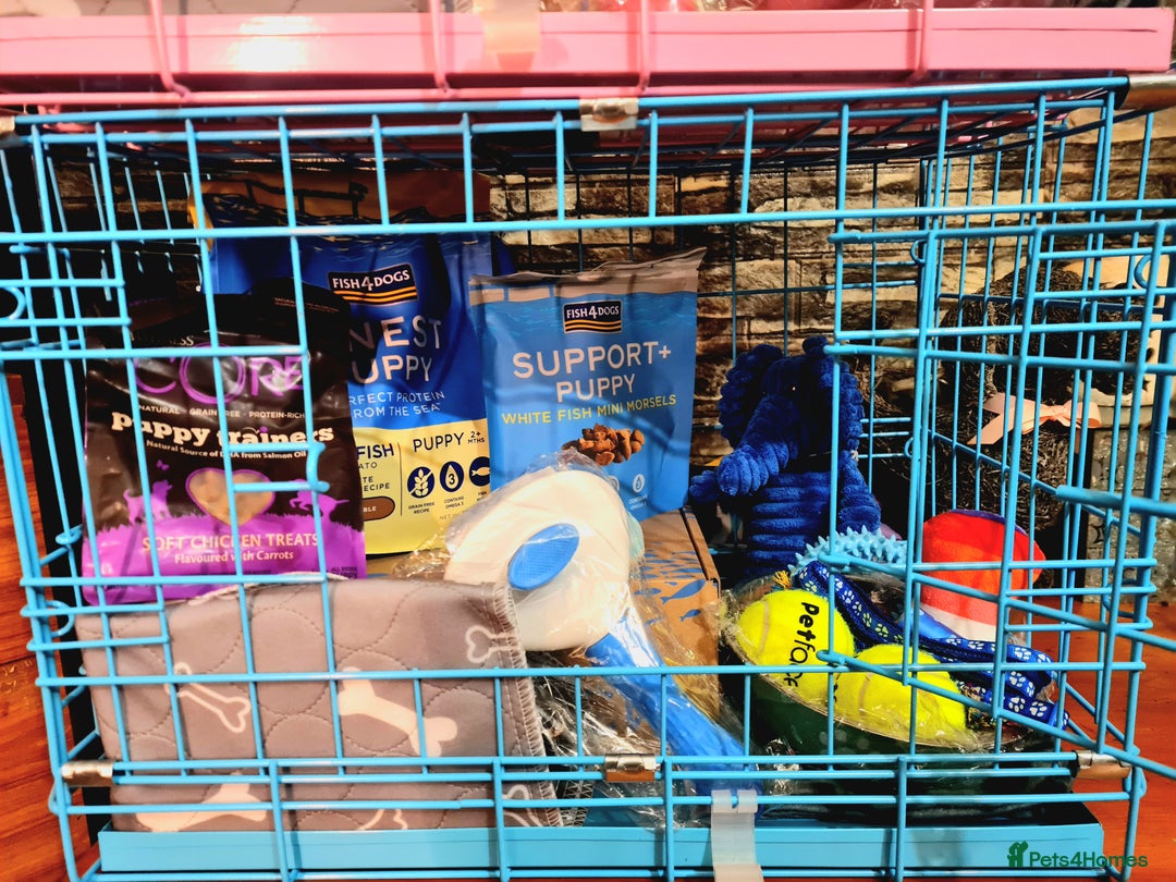 Cockapoo dogs for sale: READY TO LEAVE 4TH OF DECEMBER - Advert 29