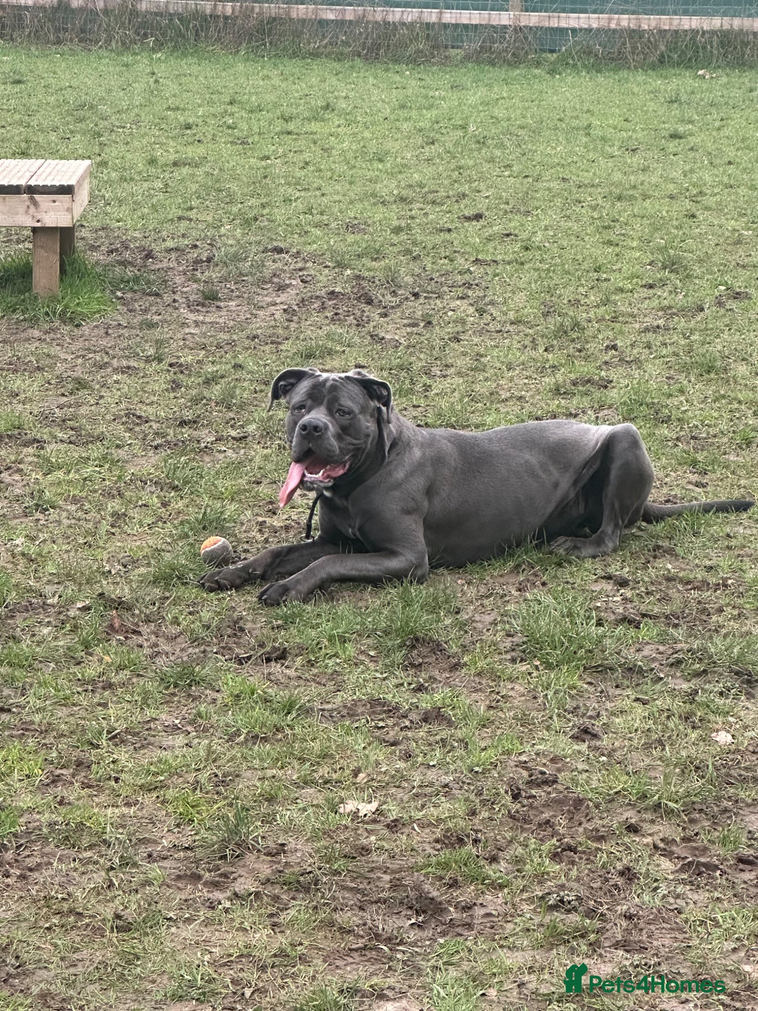 Cane Corso dogs Year old female Cane Corso - Advert 1