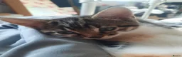 Mixed Breed cats for sale: Three Kittens for sale in Bath - Advert 9
