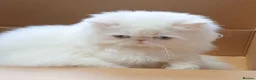 Persian cats for sale: 🎀 One girl left GCCF Persian Kitten 🎀 - Advert 4