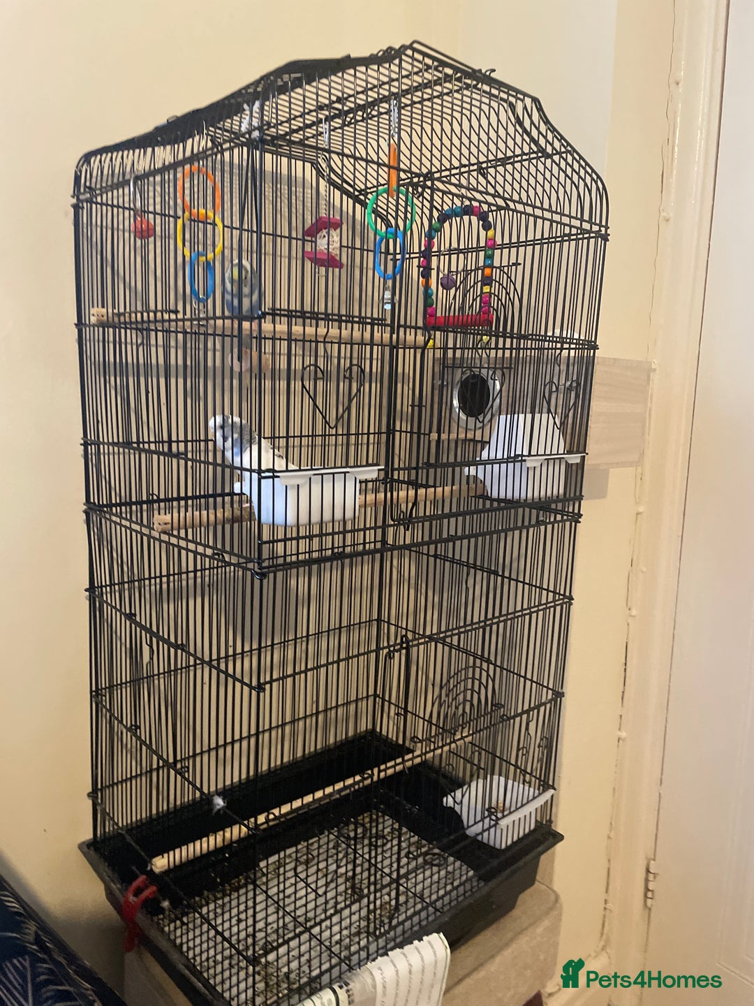 Budgerigars birds for sale: Lonely beautiful budgies (Sold together) - Advert 14