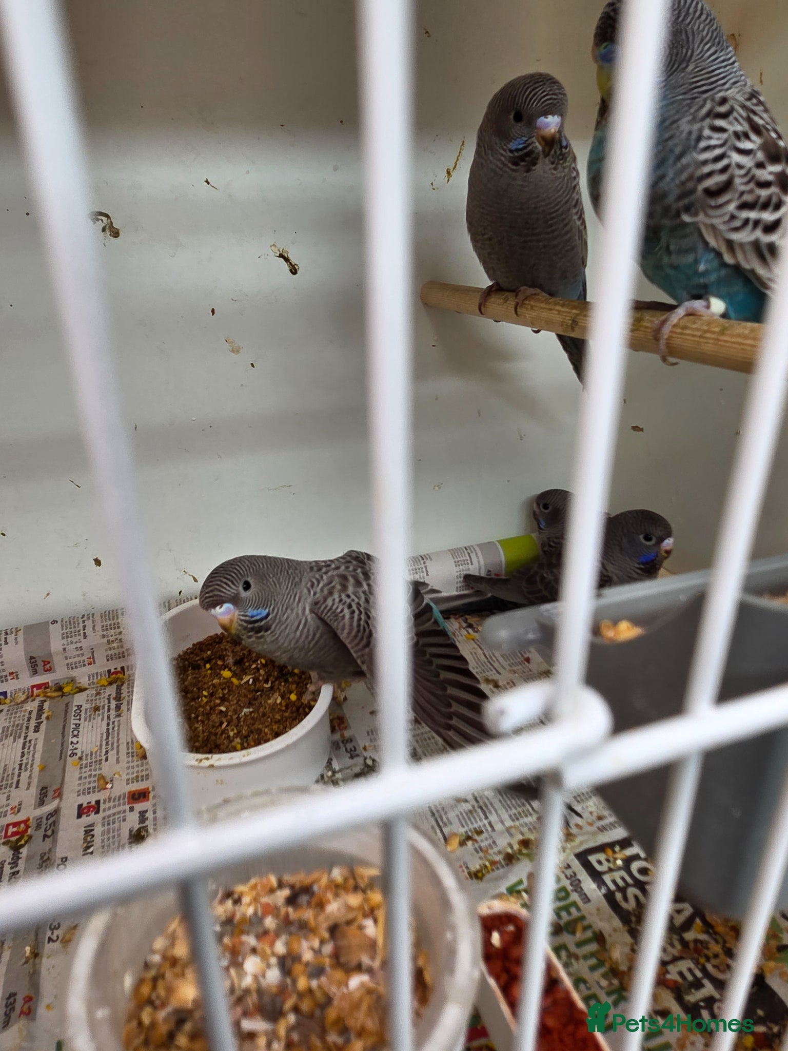 Budgerigars birds for sale: Blackface and blackface pieds split to blackface - Advert 3