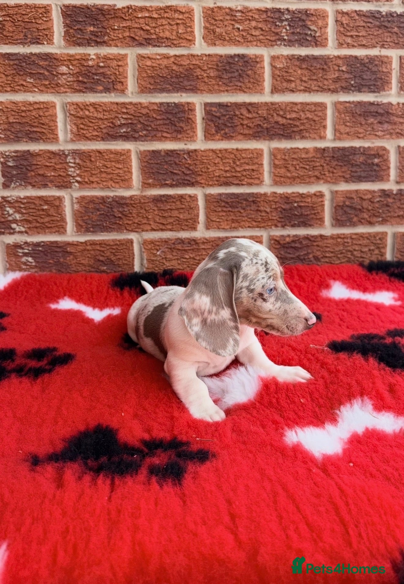 Dachshund dogs Miniature Dachshund Puppy’s. Ready To Leave 🐶  - Advert 2