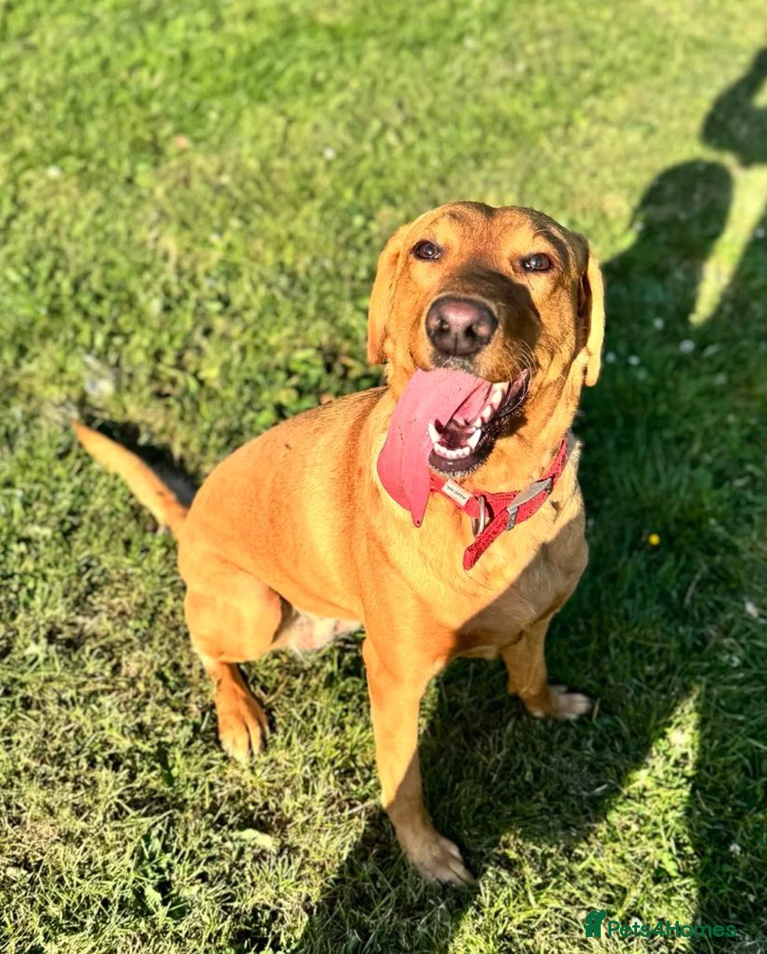 Labrador Retriever dogs for sale: Golden Labradors puppies  - Advert 1