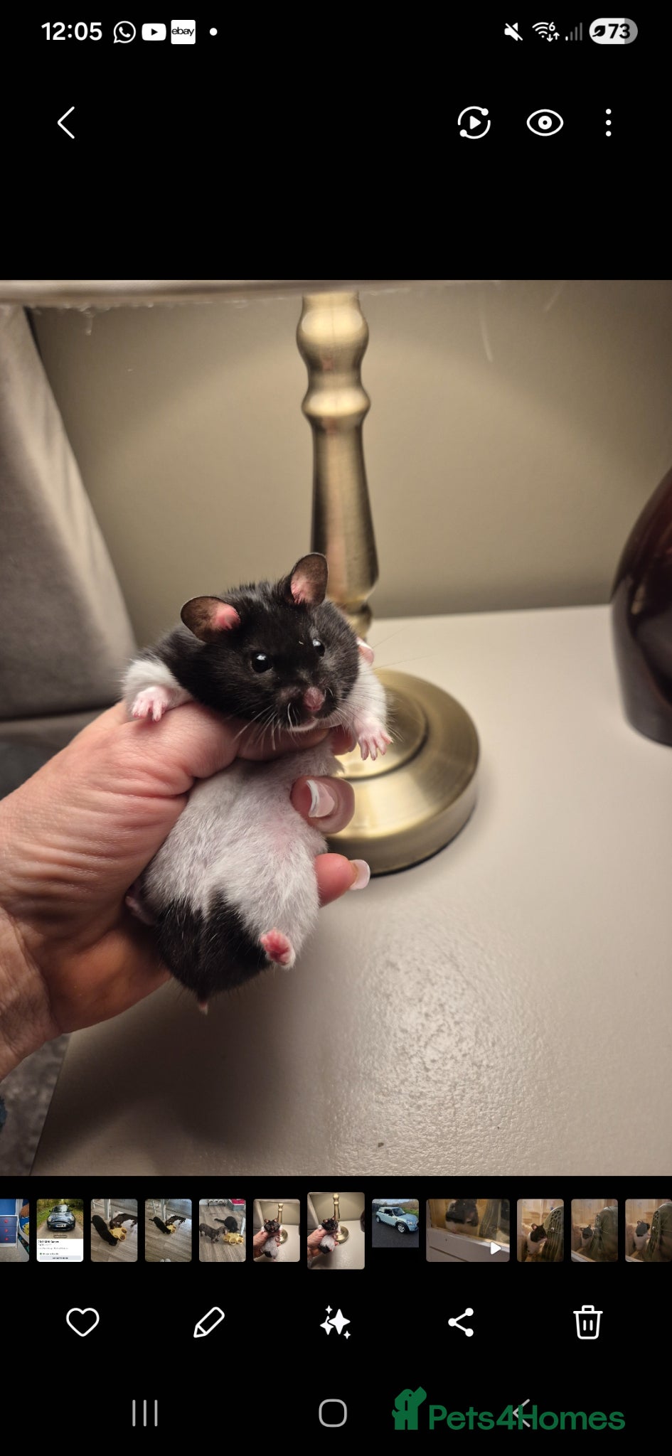 Hamster rodents Black and white Hamster - Advert 3