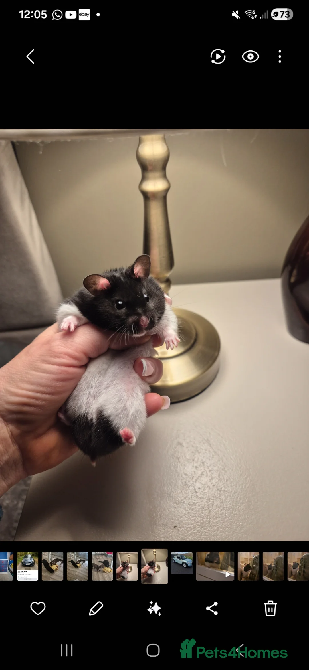 Hamster rodents for sale: Black and white Hamster - Advert 1