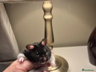 Hamster rodents Black and white Hamster - Advert 7