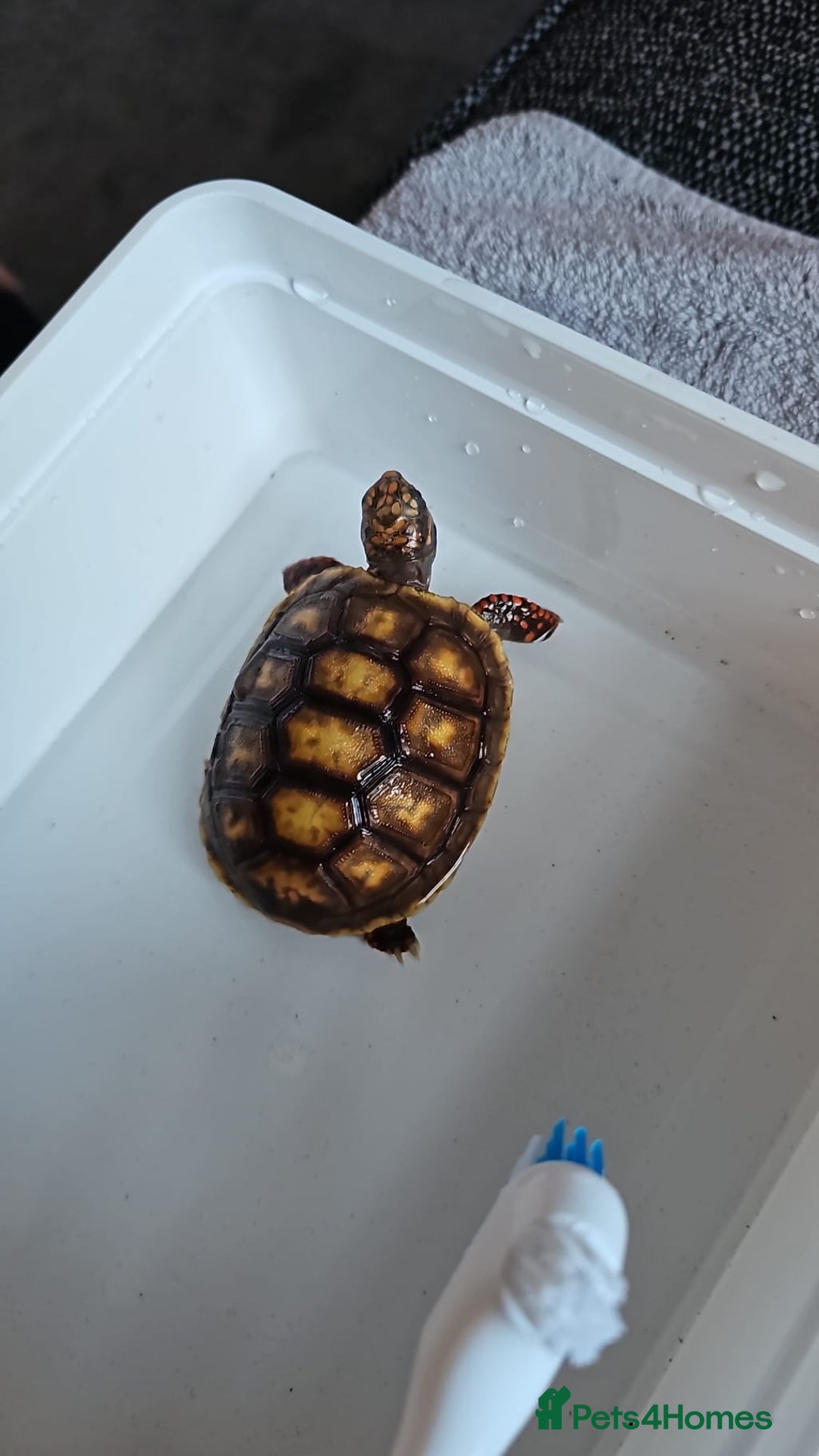 Tortoise reptiles for sale: Red Footed Tortoise for sale to a good home - Advert 5