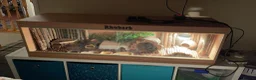 Leopard Gecko reptiles for sale: Male Leopard Gecko & Setup - Advert 4