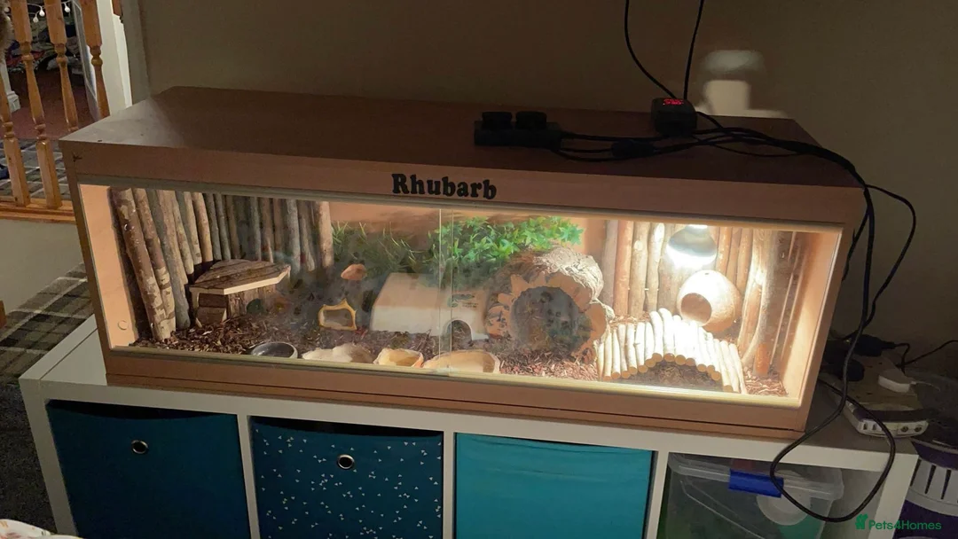 Leopard Gecko reptiles for sale: Male Leopard Gecko & Setup - Advert 4