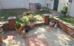 Labrador Retriever dogs for sale: KC Registered Fox Red Labrador Puppies - Image 28