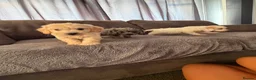 Cockapoo dogs for sale: 10 beautiful cockapoos in Wickford - Advert 4