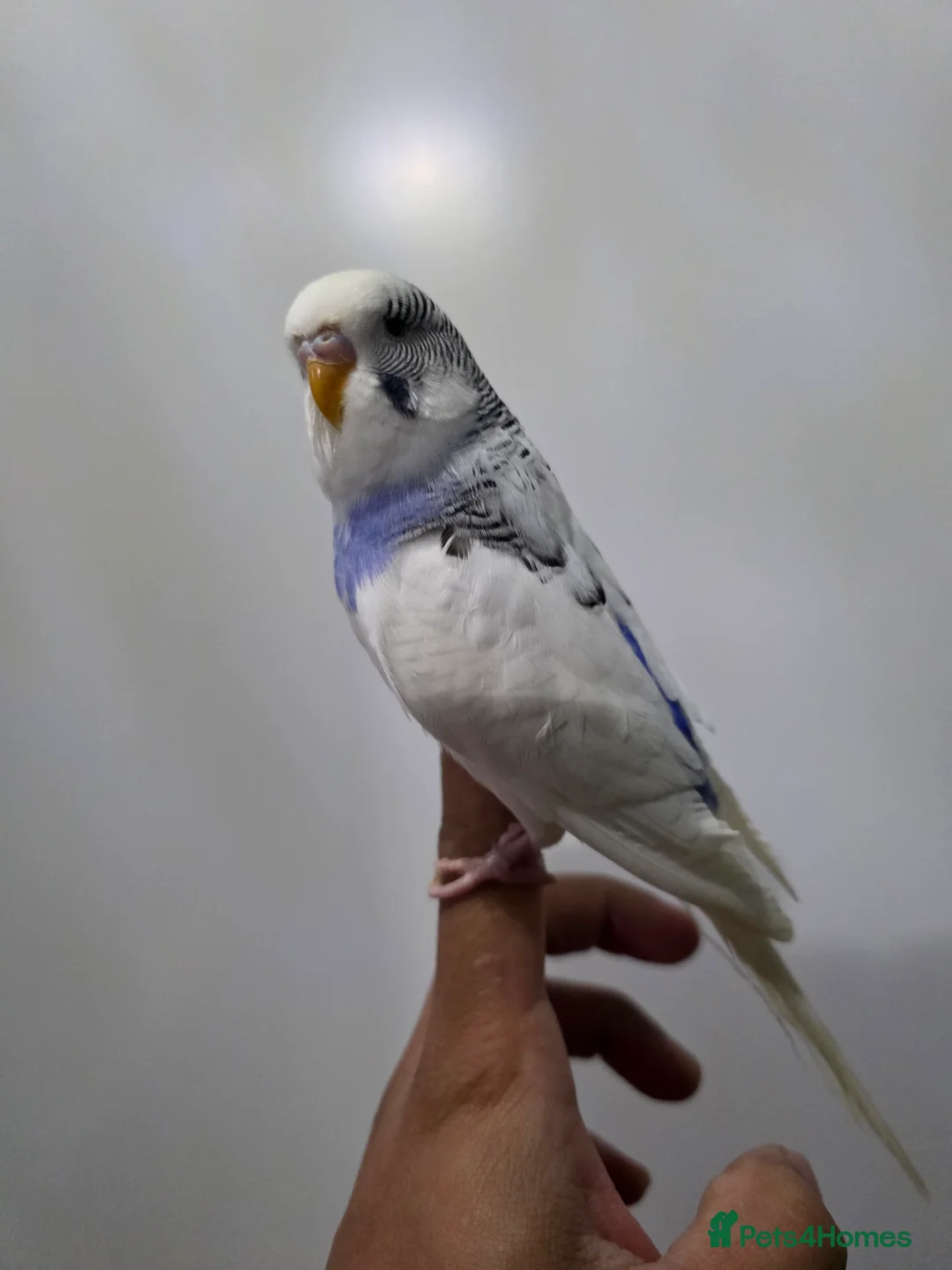 Budgerigars birds for sale: Hand tamed baby budgies for sale  - Advert 3