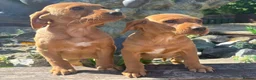 Labrador Retriever dogs for sale: Fox red Labrador  in Chichester - Advert 4